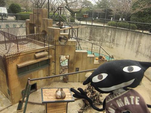 サル山のサルたちに挨拶するオレ